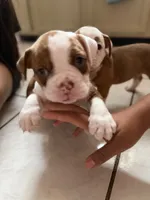 Dark, a male Olde English Bulldogge for sale in Hammond, IN – 1 of 3