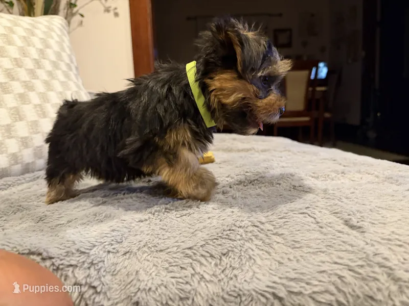Green – Yorkshire Terrier puppy for sale in Hammond, IN