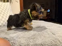 Green, a male Yorkshire Terrier for sale in Hammond, IN – 1 of 5