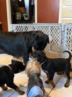 Cardi Silver, a female Rottweiler for sale in Hammond, IN – Photo 4 of 5