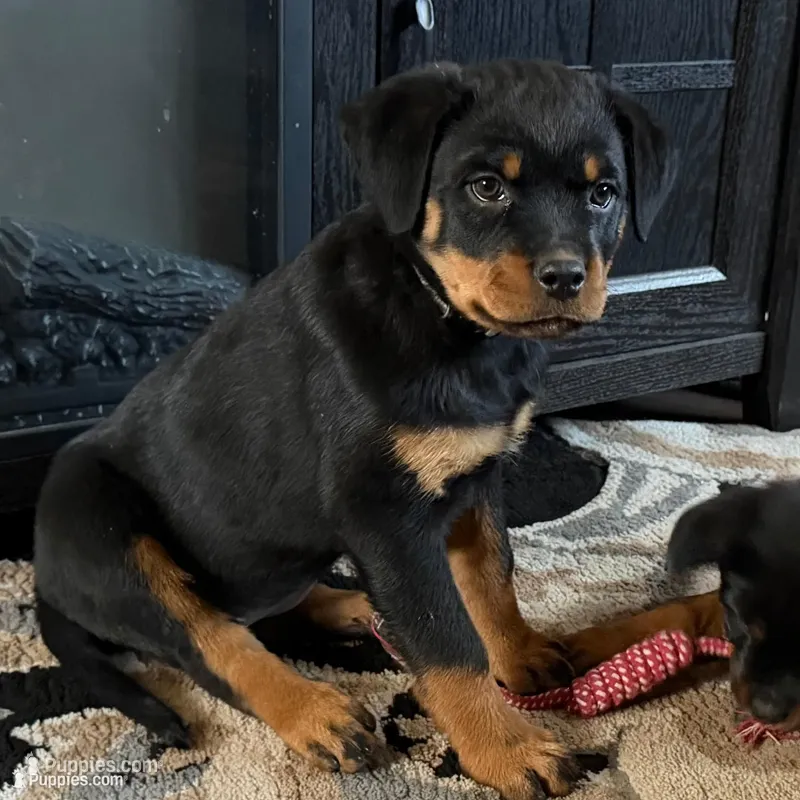 Louise Silver – Rottweiler puppy for sale in Hammond, IN