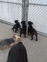 Cardi Silver, a female Rottweiler for sale in Hammond, IN – Photo 5 of 5