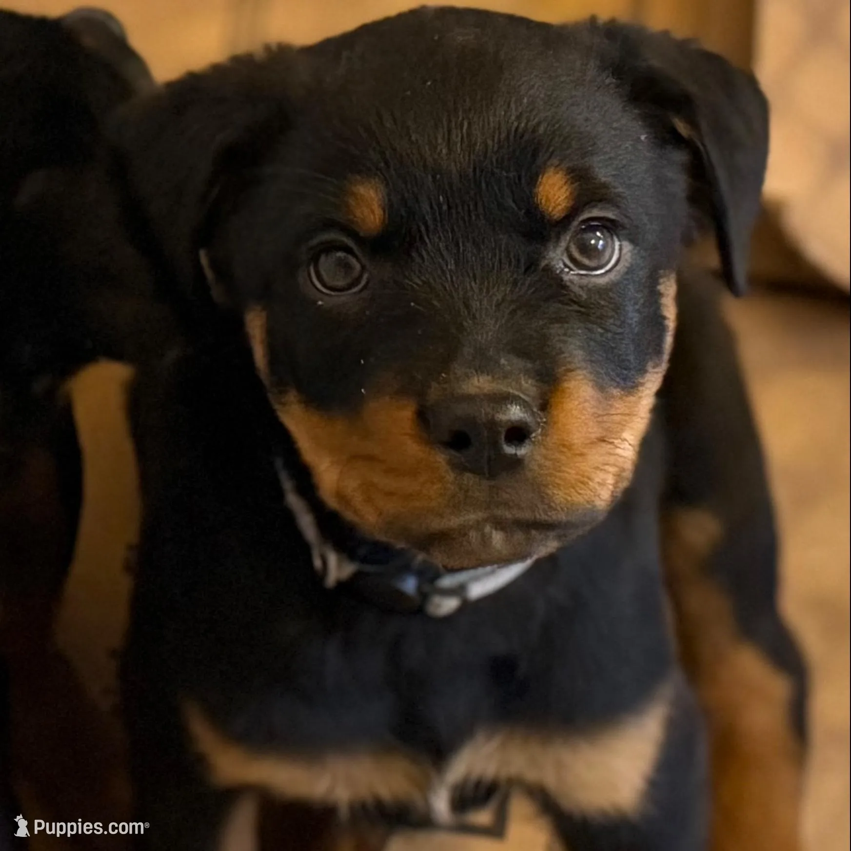 Cardi Silver, a female Rottweiler for sale in Hammond, IN – Photo 1 of 5