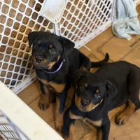 Louise Silver, a female Rottweiler for sale in Hammond, IN – Photo 4 of 5