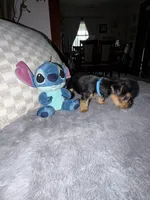 Blue, a female Yorkshire Terrier for sale in Hammond, IN – 5 of 6