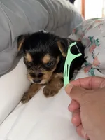 Tina , a female Yorkshire Terrier for sale in Hammond, IN – 3 of 4