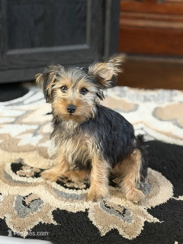 Yogi – Silky Terrier, Yorkshire Terrier puppy for sale in Hammond, IN