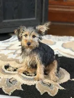 Yogi, a male Silky Terrier and Yorkshire Terrier for sale in Hammond, IN – 1 of 1