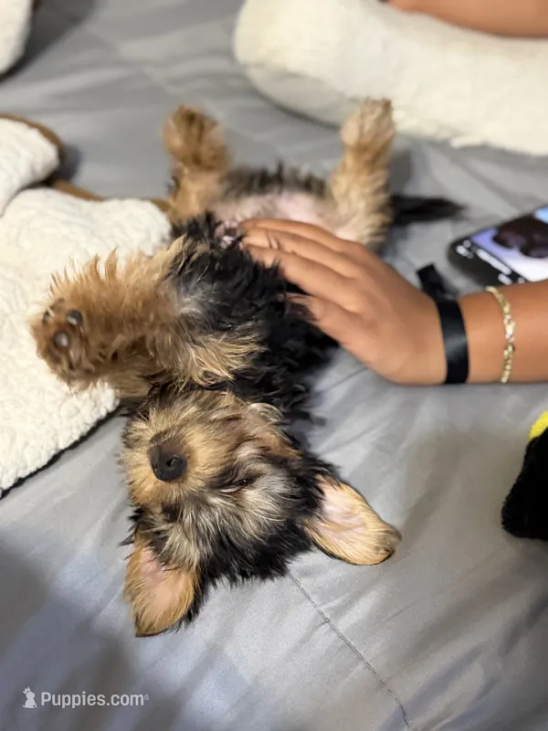 Pink – Yorkshire Terrier puppy for sale in Hammond, IN