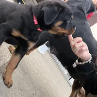 Thelma Pink, a female Rottweiler for sale in Hammond, IN – Photo 5 of 5