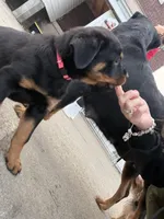 Cardi Pink, a female Rottweiler for sale in Hammond, IN – Photo 4 of 5