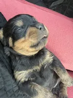Cardi, a female Rottweiler for sale in Hammond, IN – Photo 3 of 8