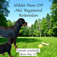 Thelma Pink, a female Rottweiler for sale in Hammond, IN – Photo 2 of 5