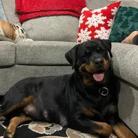 Thelma Pink, a female Rottweiler for sale in Hammond, IN – Photo 4 of 5