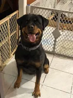 Cardi, a female Rottweiler for sale in Hammond, IN – Photo 5 of 8