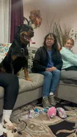 Cardi, a female Rottweiler for sale in Hammond, IN – Photo 8 of 8