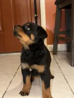 Cardi, a female Rottweiler for sale in Hammond, IN – Photo 7 of 8