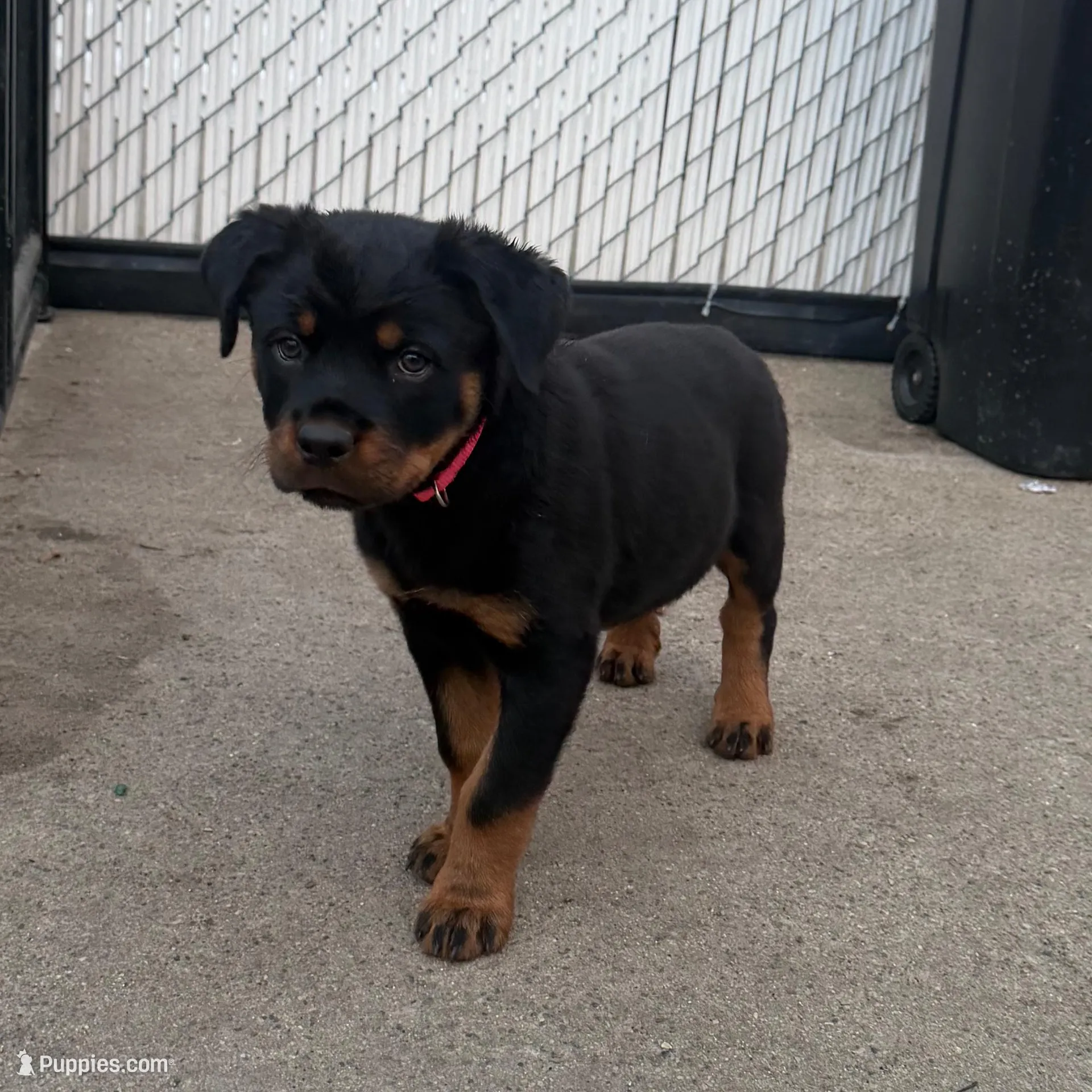 Cardi Pink, a female Rottweiler for sale in Hammond, IN – Photo 1 of 5