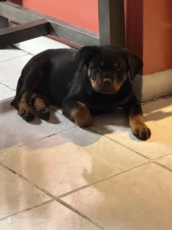 Cardi Pink – Rottweiler puppy for sale in Hammond, IN