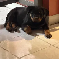 Thelma Pink, a female Rottweiler for sale in Hammond, IN – Photo 1 of 5