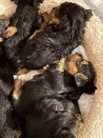Ike, a female Yorkshire Terrier for sale in Hammond, IN – 2 of 3