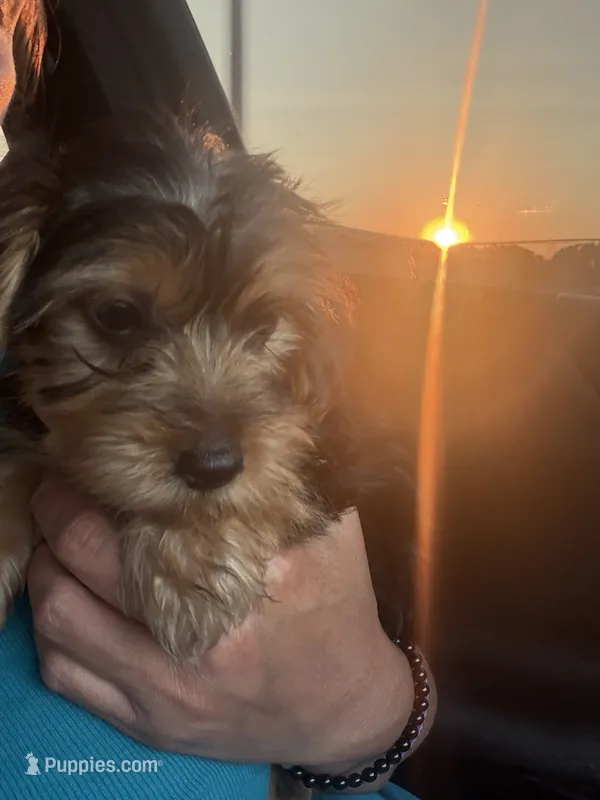 Silver – Yorkshire Terrier puppy for sale in Hammond, IN