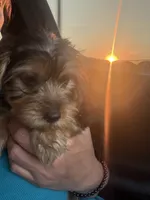 Silver, a male Yorkshire Terrier for sale in Hammond, IN – 1 of 4