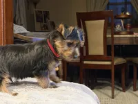 Red , a male Yorkshire Terrier for sale in Hammond, IN – 2 of 4
