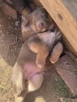Lilac, a female German Shepherd Dog for sale in Springfield, IL – 4 of 7