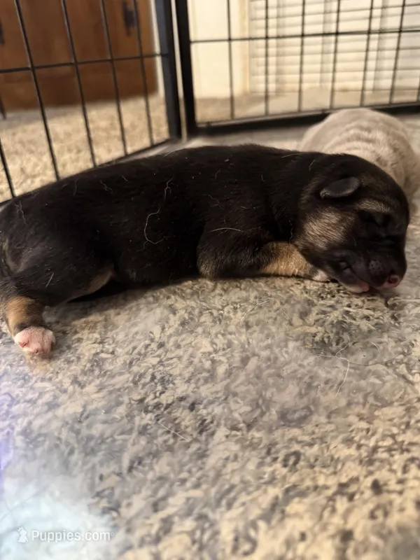 Iris – German Shepherd Dog puppy for sale in Springfield, IL