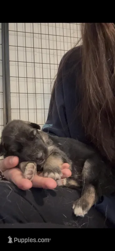 Iris – German Shepherd Dog puppy for sale in Springfield, IL