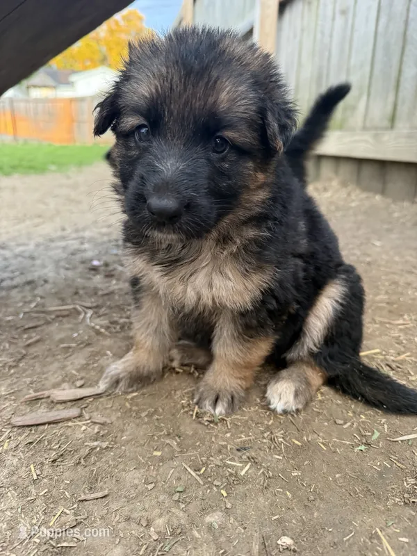 Poppy  – German Shepherd Dog puppy for sale in Springfield, IL
