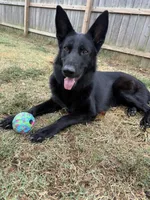 Jetta, a female German Shepherd Dog for sale in Springfield, IL – 7 of 8