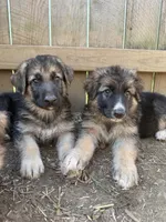 Bloom, a female German Shepherd Dog for sale in Springfield, IL – 3 of 3
