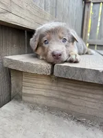 Lilac, a female German Shepherd Dog for sale in Springfield, IL – 7 of 7
