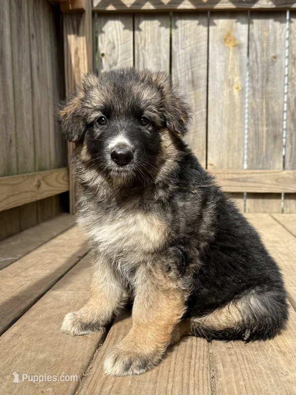 Mist – German Shepherd Dog puppy for sale in Springfield, IL