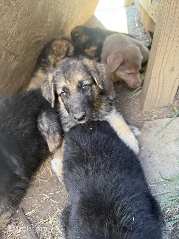 Bloom – German Shepherd Dog puppy for sale in Springfield, IL