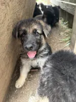Bloom, a female German Shepherd Dog for sale in Springfield, IL – 2 of 3