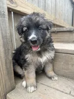 Mist, a female German Shepherd Dog for sale in Springfield, IL – 2 of 6