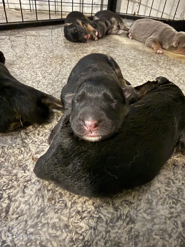 Storm, a male German Shepherd Dog for sale in Springfield, IL – Photo 1 of 3