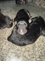 Storm, a male German Shepherd Dog for sale in Springfield, IL – Photo 2 of 3