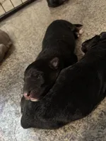 Storm, a male German Shepherd Dog for sale in Springfield, IL – Photo 3 of 3