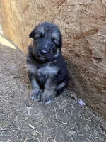 Poppy , a female German Shepherd Dog for sale in Springfield, IL – 3 of 4