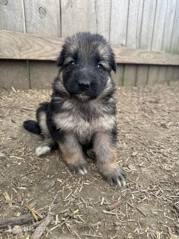 Poppy  – German Shepherd Dog puppy for sale in Springfield, IL