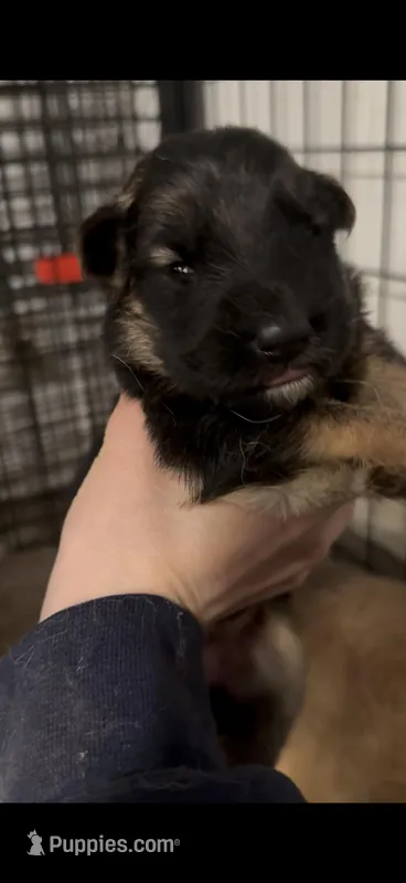 Poppy  – German Shepherd Dog puppy for sale in Springfield, IL