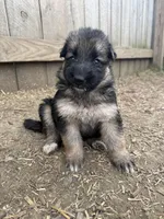 Poppy , a female German Shepherd Dog for sale in Springfield, IL – 4 of 4