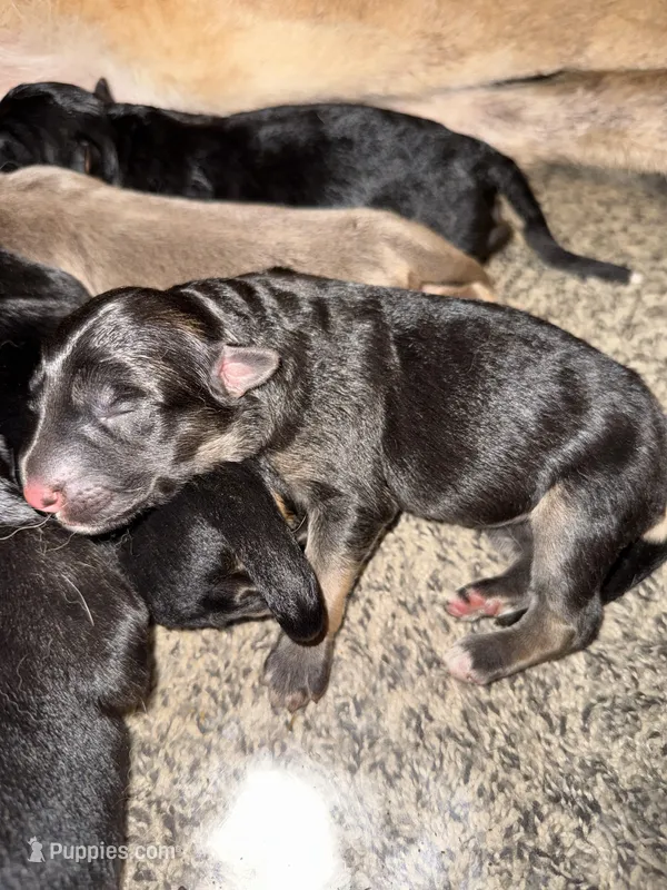 Poppy  – German Shepherd Dog puppy for sale in Springfield, IL