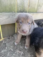 Lilac, a female German Shepherd Dog for sale in Springfield, IL – 2 of 7