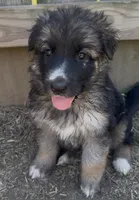 Mist, a female German Shepherd Dog for sale in Springfield, IL – 4 of 6