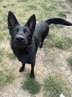 Jetta, a female German Shepherd Dog for sale in Springfield, IL – 4 of 8